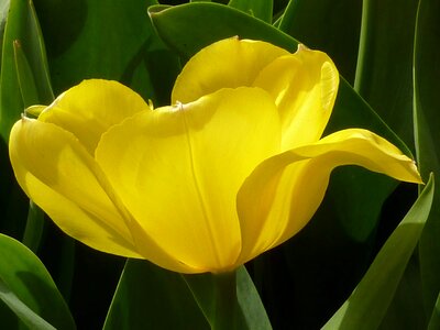 Tulip yellow spring
