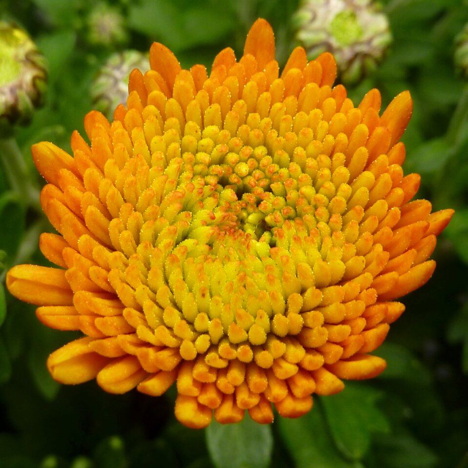 Flower chrysanthemum yellow