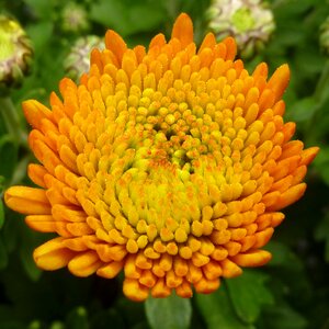 Flower chrysanthemum yellow