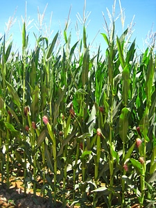 Corn fields cereals photo
