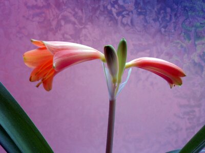 Amaryllis plant inflorescence plant photo