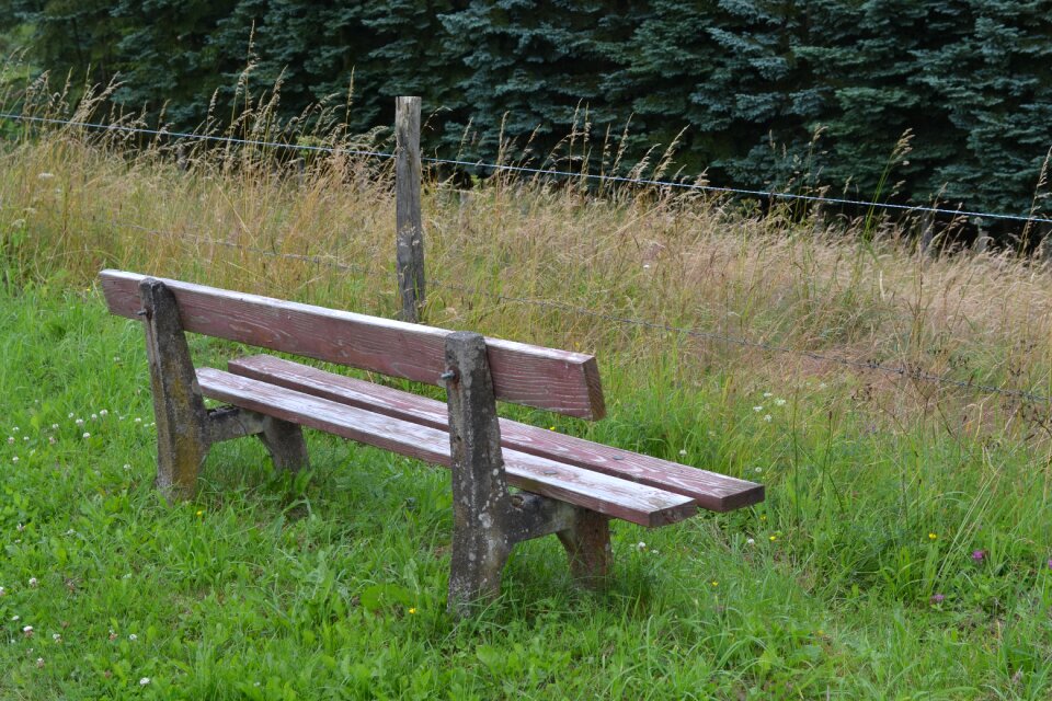 Forest nature meadow