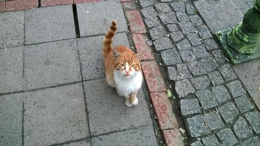 Orange cat felis domesticus tabby cat photo