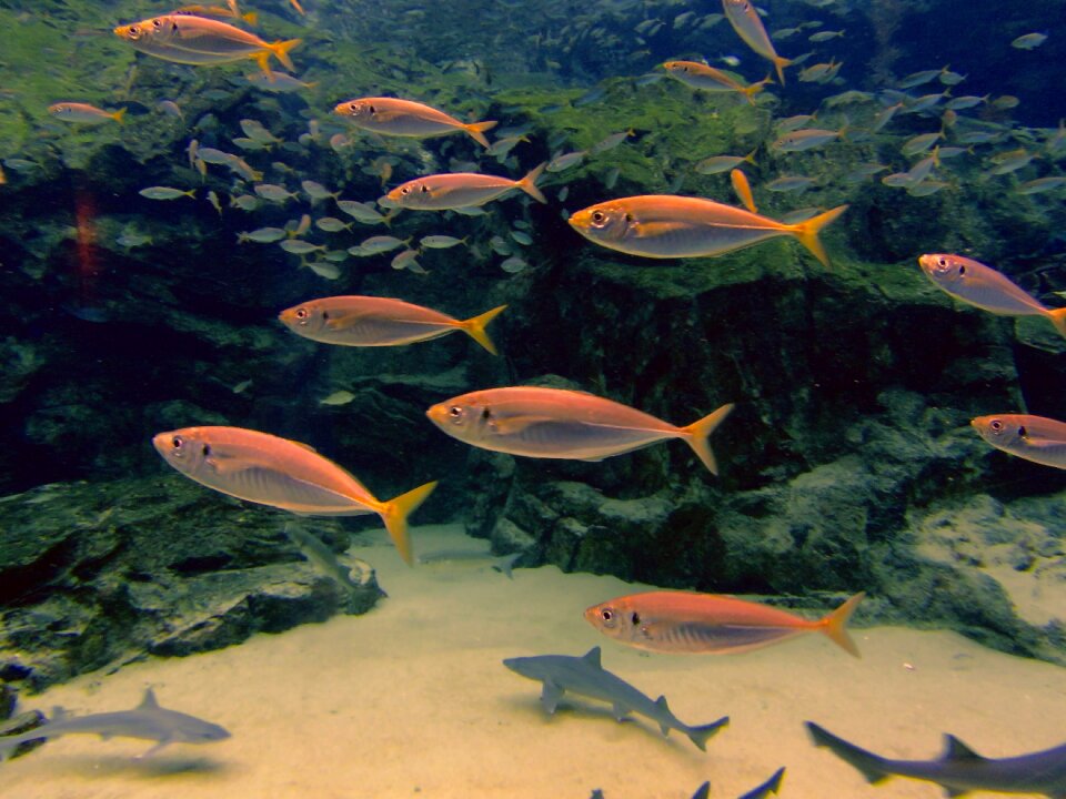 Sea nature marine