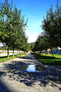 Path trees nature