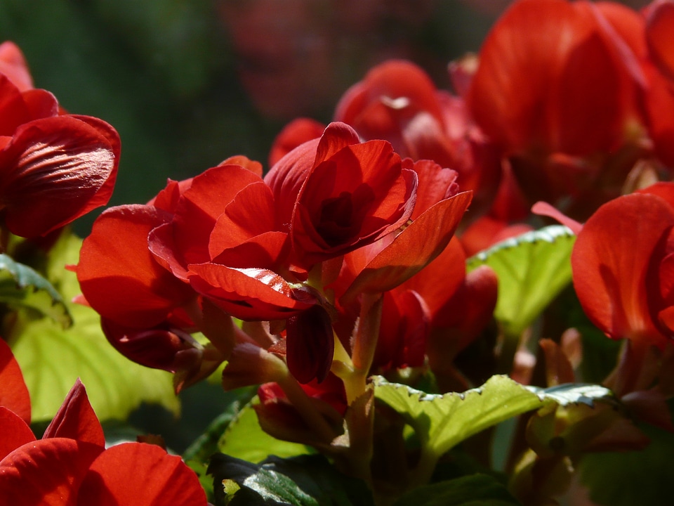 Begoniaceae begonia elatior hybrid elatior begonia photo