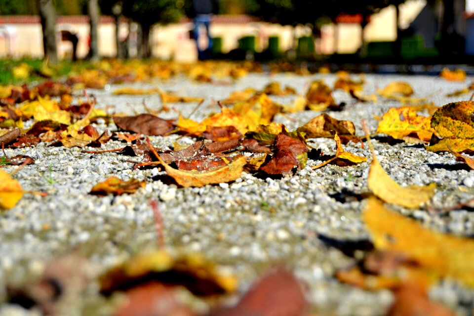 Path colors nature