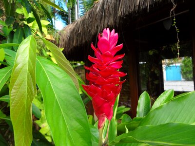 Red tropical alpínia photo