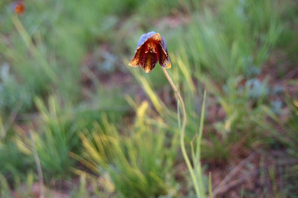 Nature bloom spring flowers