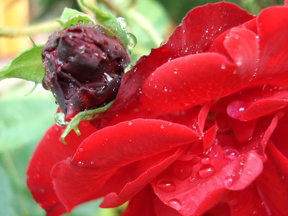 Flower red bud