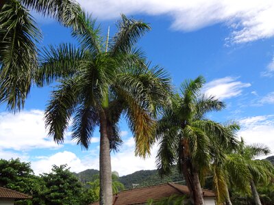 Palm trees trees sky