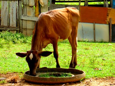 Farm rural animal