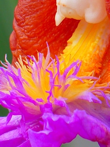Flowers plant peru