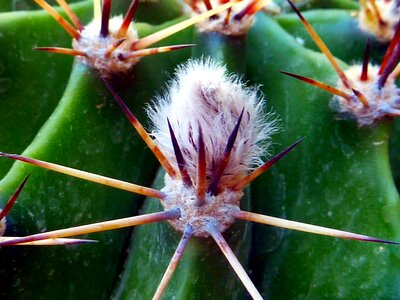 Thorn drought plant