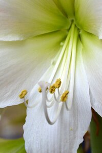 Pollen stamens heart photo