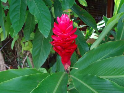 Red flower tropical flower alpínia photo