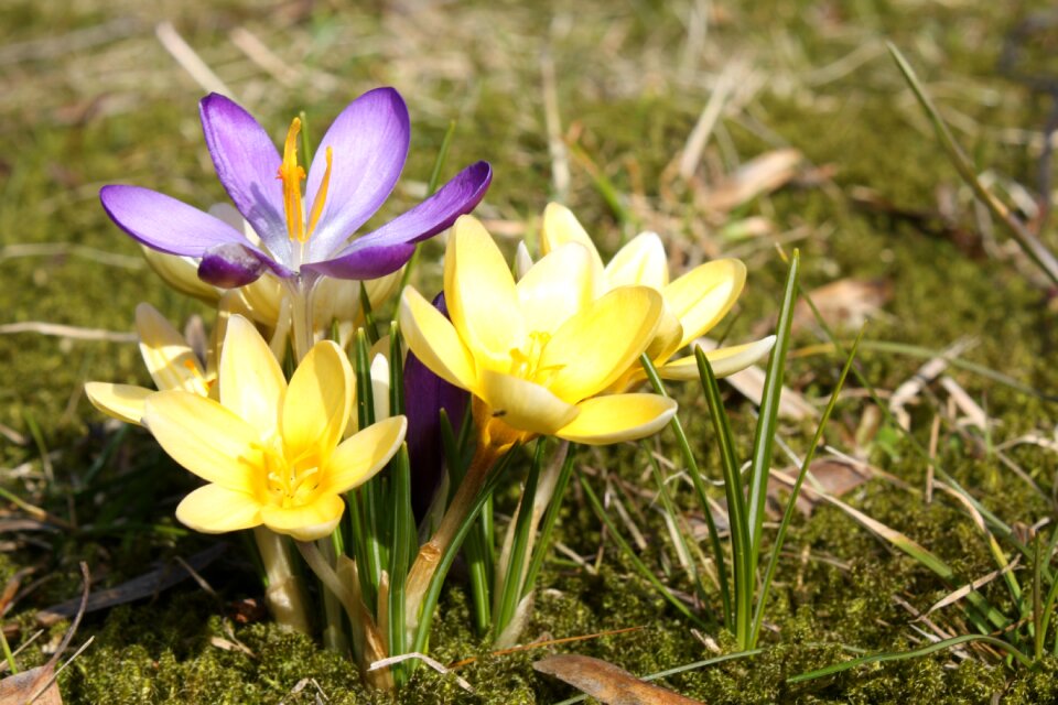 Yellow nature flowers