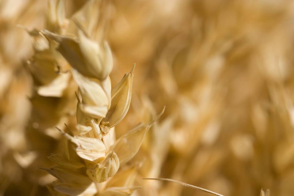 Cereal close macro