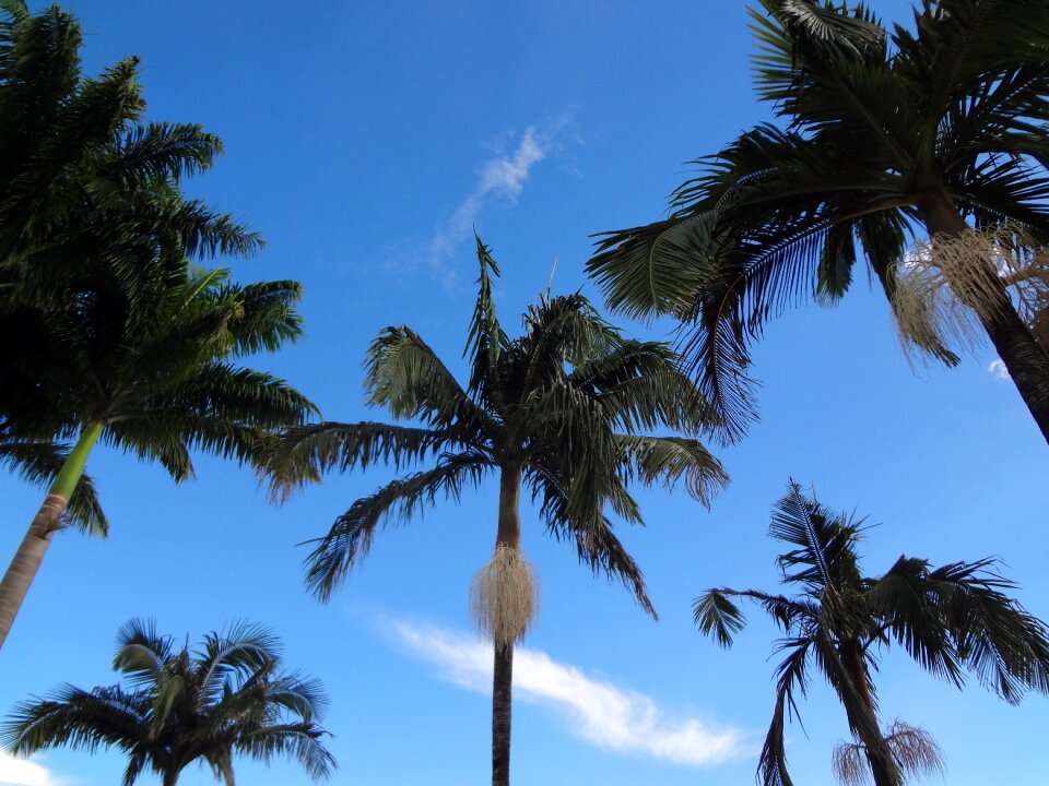 Palm trees tropical brazil