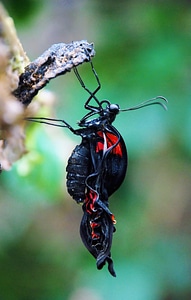 Wildlife bug bright photo