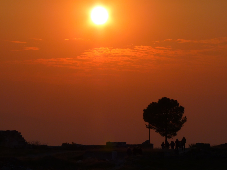 Sun tree romance