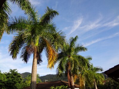 Palm trees tropical plant trees photo