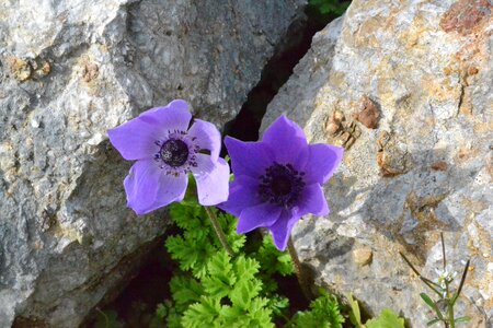 Patara browse anemone