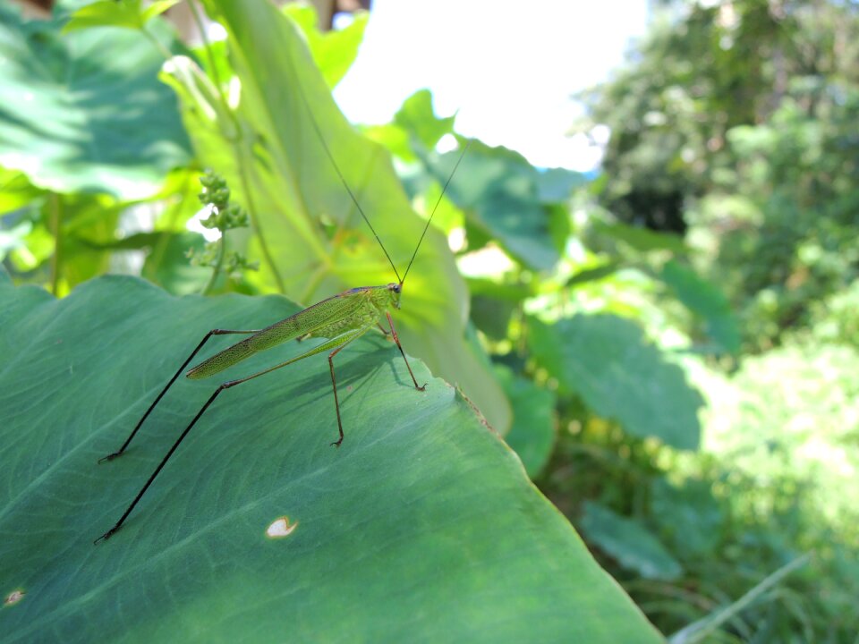 Grasshopper taro nature
