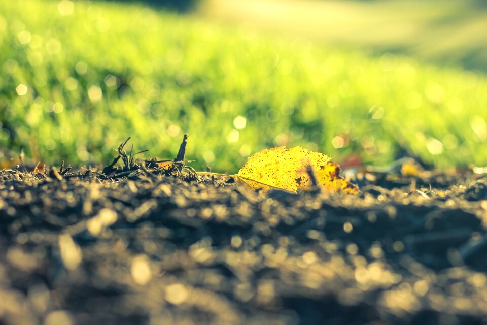 Season orange yellow