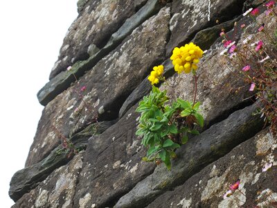 Stone plants nature