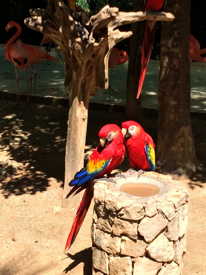 Nature animal colorful