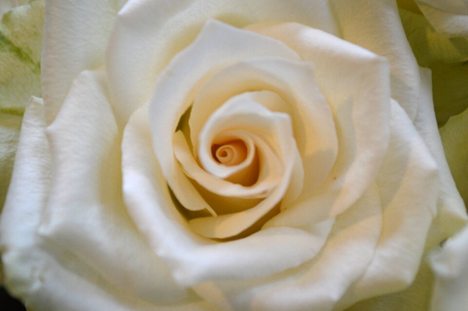Flower spring white flower