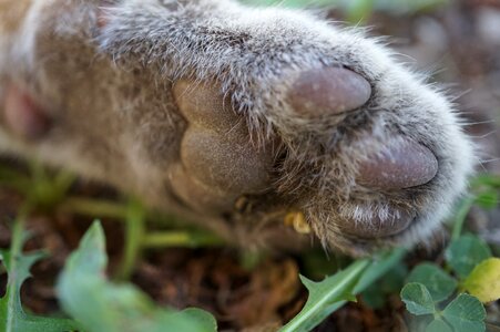 Cat's paw macro animals