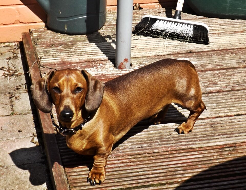 Dachshund breed dachound