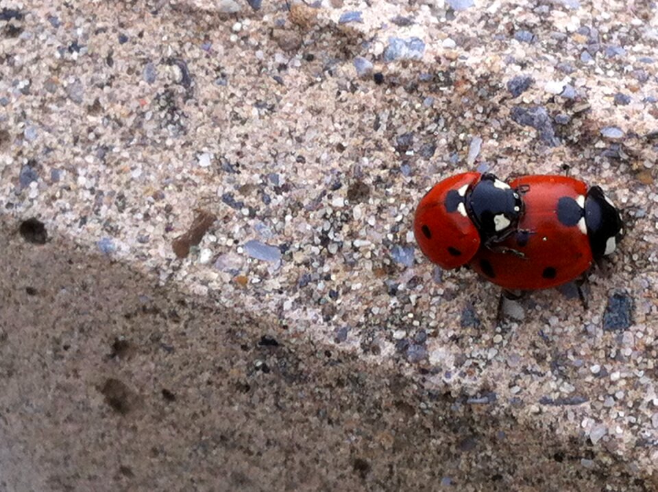 Ladybug pebble nature