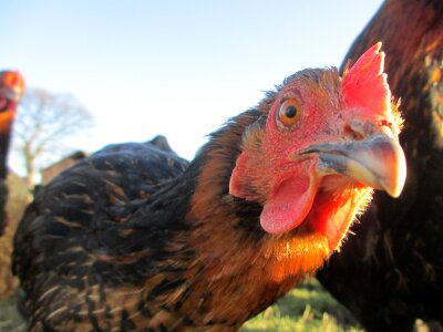 Farm hen poultry