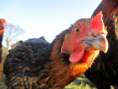 Farm hen poultry photo