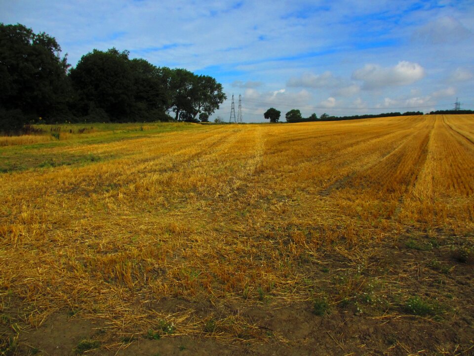 Summer sky grass