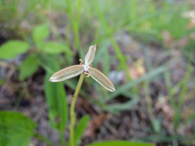 Grass seeds violet mr hall