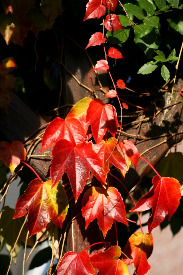 Autumn leaves green