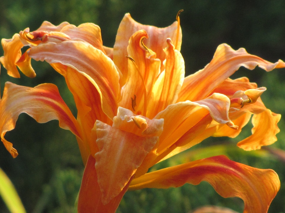 Blossom bloom petal