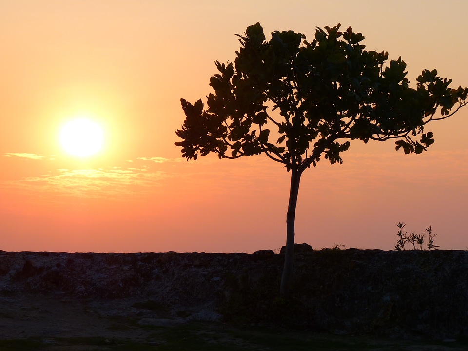 Sun tree romance