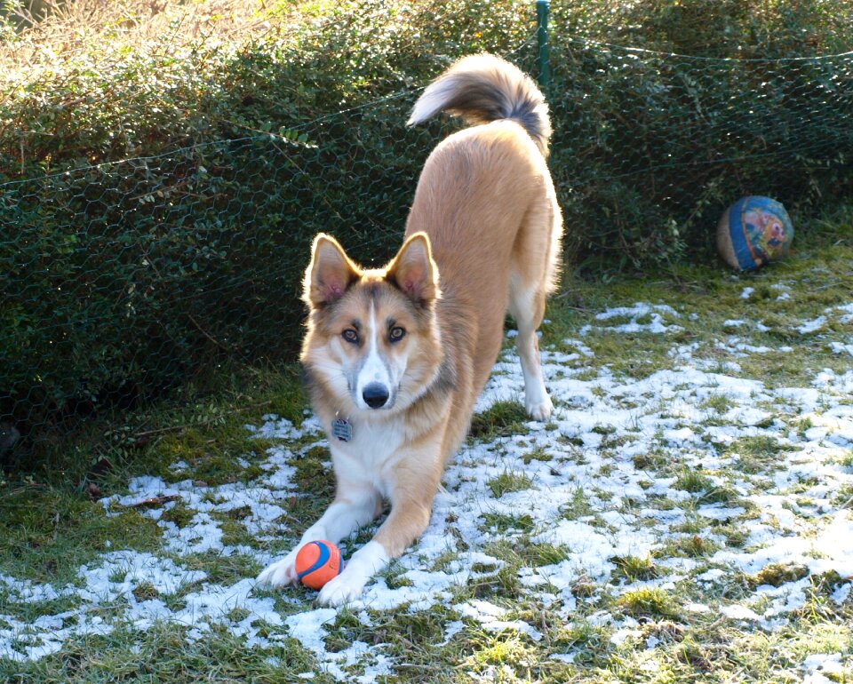 Pet game pose playful