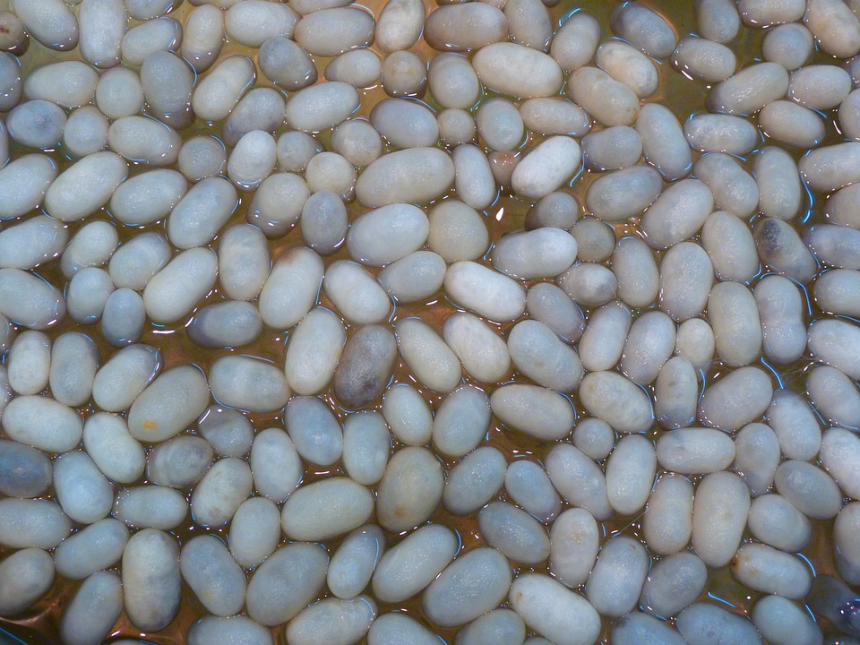 Cocoon cooked silk production