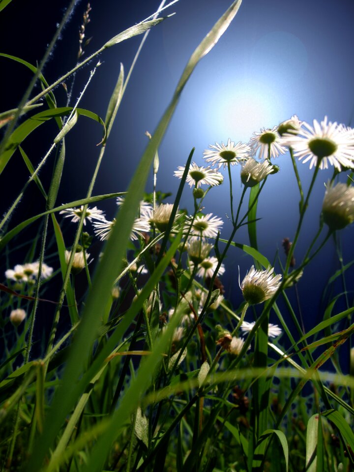 White nature bloom