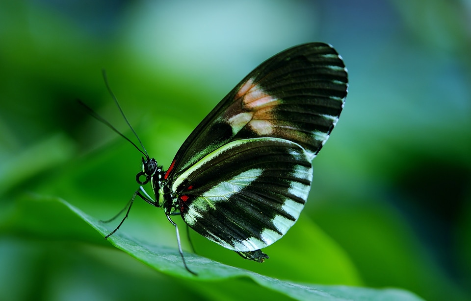 Animal black green