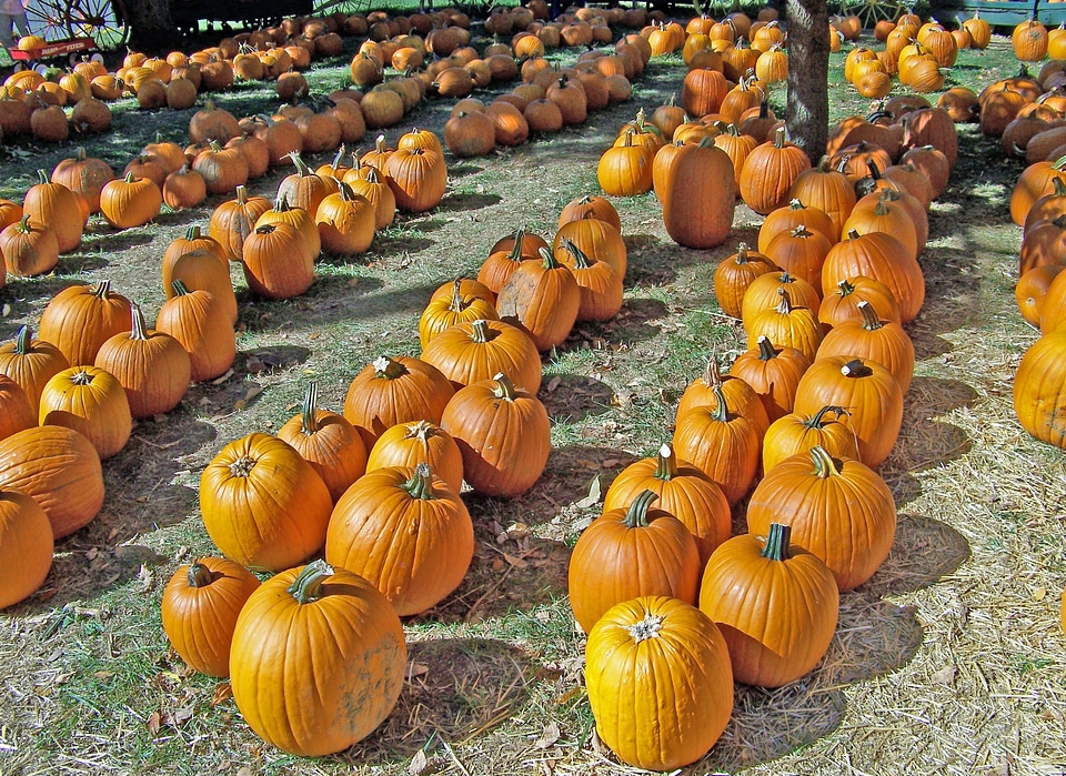 Fall celebration seasonal