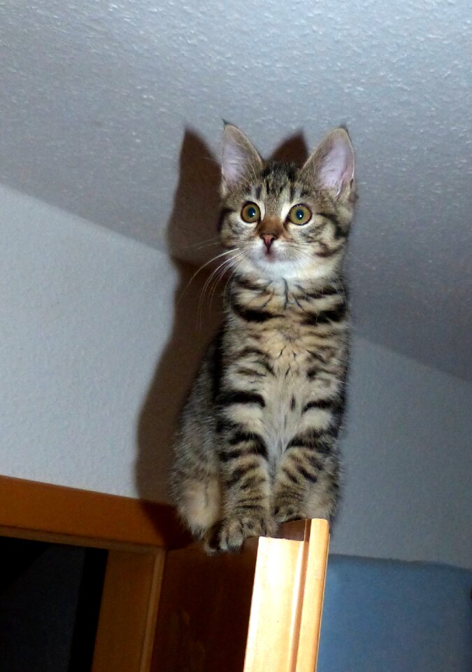 Climb door fear