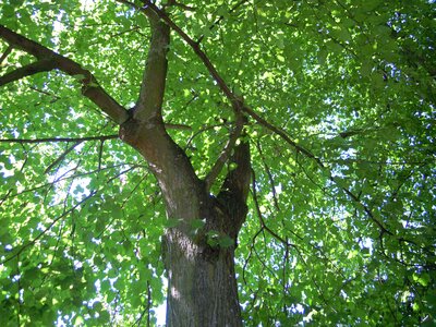 Nature tree foliage photo