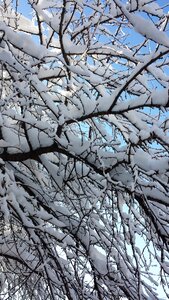 Bucharest winter trees